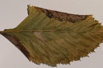 Parornix carpinella