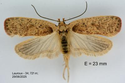 Agonopterix atomella