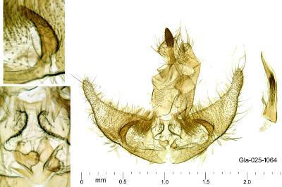 Agonopterix cnicella