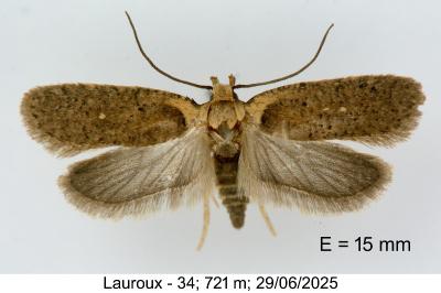 Agonopterix hippomarathri