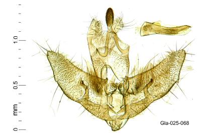 Agonopterix hippomarathri