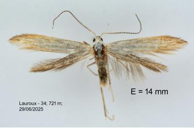 Coleophora currucipennella