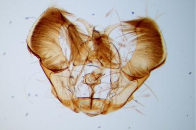 Rhopobota ustomaculana