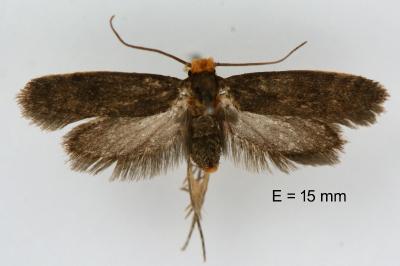 Cephimallota crassiflavella