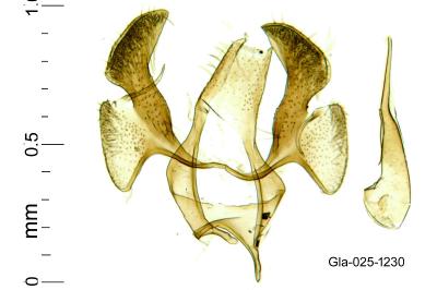 Infurcitinea atrifasciella