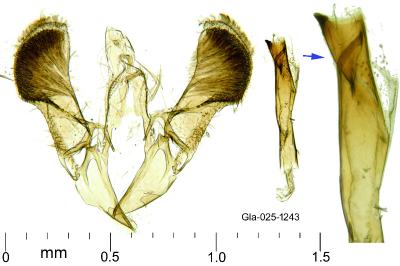 Caloptilia fribergensis