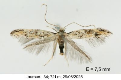 Dystebenna stephensi