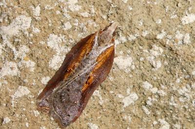 Acleris cristana