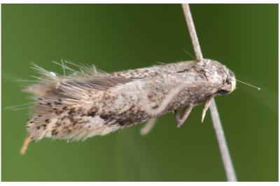Elachista occidentalis