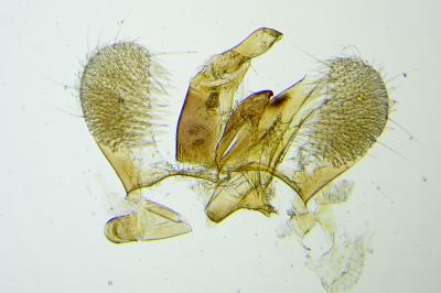 Eteobalea albiapicella
