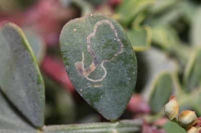 Trifurcula ortneri