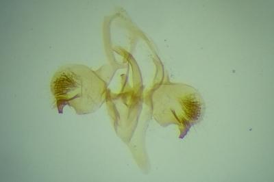 Phyllonorycter delitella