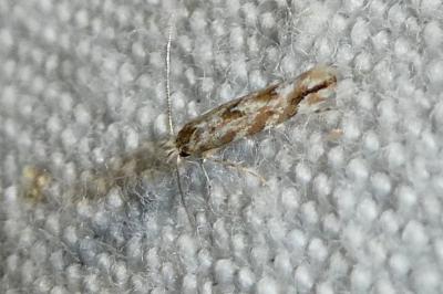 Phyllonorycter comparella