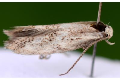 Elachista exigua
