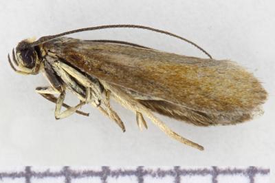 Roeslerstammia pronubella