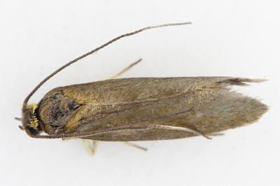 Roeslerstammia pronubella