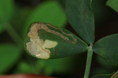 Trifurcula ortneri