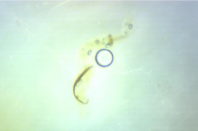 Coleophora kuehnella