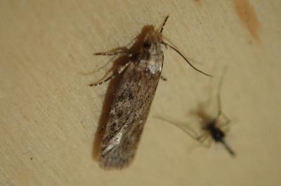 Depressaria pulcherrimella