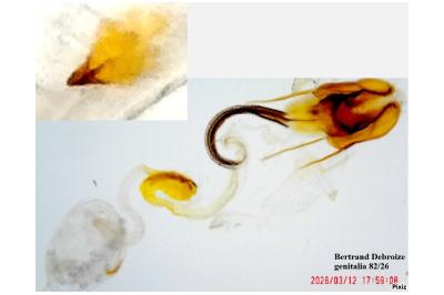 Coleophora adspersella