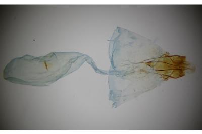 Ochsenheimeria taurella