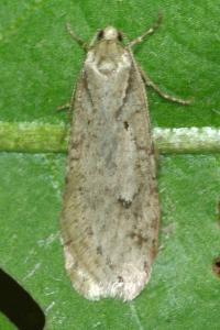 Semioscopis avellanella