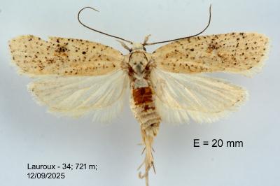 Agonopterix assimilella