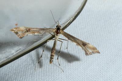 Platyptilia gonodactyla