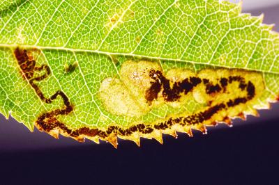 Ectoedemia angulifasciella