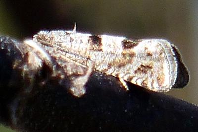 Eriopsela quadrana