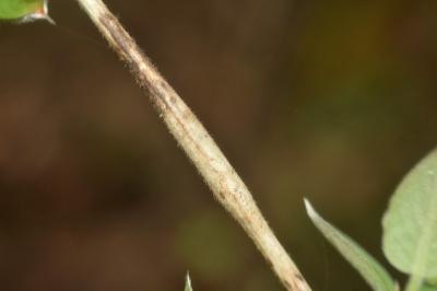 Pterotopteryx dodecadactyla