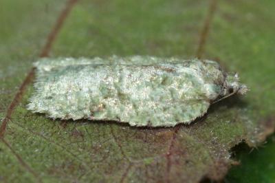 Acleris literana
