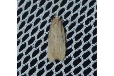 Helcystogramma arulensis