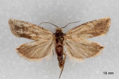 Eucosma metzneriana