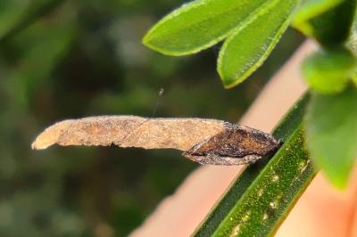 Coleophora calycotomella
