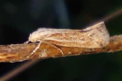 Elachista rufocinerea