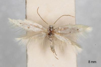 Elachista distigmatella