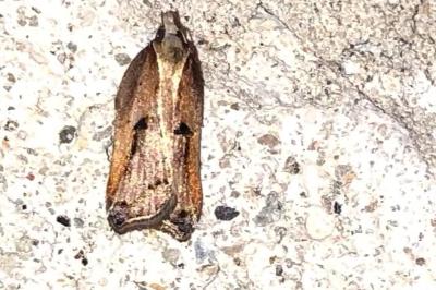 Acleris cristana