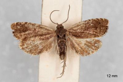 Dichrorampha plumbana
