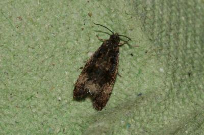 Endothenia