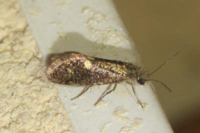 Dyseriocrania subpurpurella