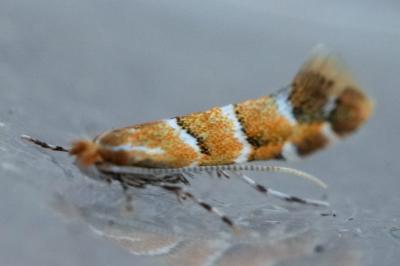 Cameraria ohridella