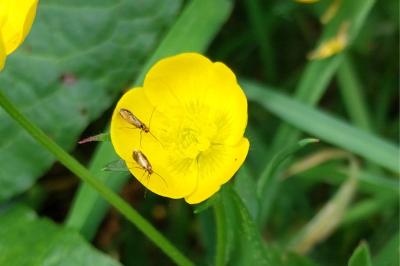 Micropterix calthella
