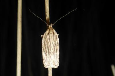 Agonopterix umbellana