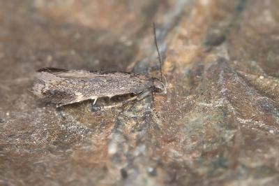 Aproaerema anthyllidella