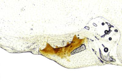 Depressaria olerella