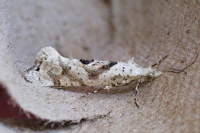 Ypsolopha asperella
