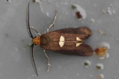 Incurvaria masculella