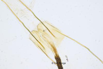 Coleophora flaviella
