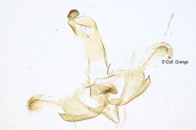 Coleophora cyrniella